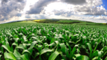 A cornfield in Minas Gerais, Brazil